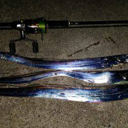 太刀魚も一段落