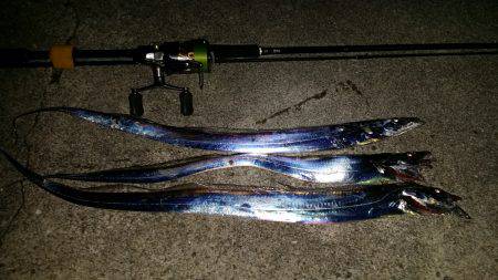 太刀魚も一段落