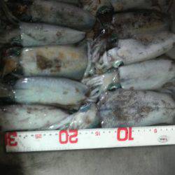 今週のアオリは？