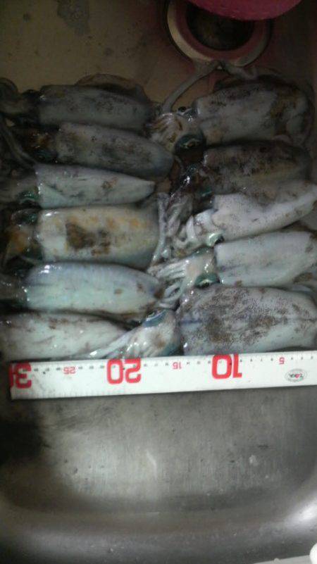 今週のアオリは？