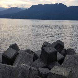 三重県秋イカ調査