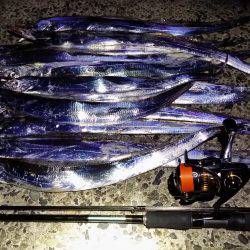 太刀魚爆釣の兆し