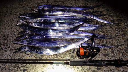 太刀魚爆釣の兆し