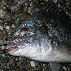 サーフのナイトゲームでデッドスローにキビレがヒット