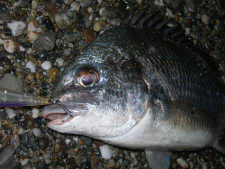 サーフのナイトゲームでデッドスローにキビレがヒット