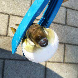 台風明け近場で初タチウオ