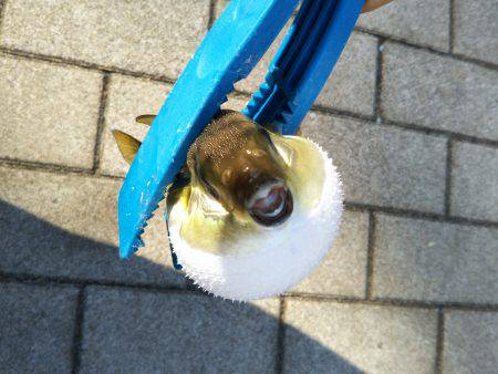 台風明け近場で初タチウオ