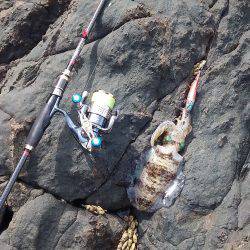 アオリイカ快釣