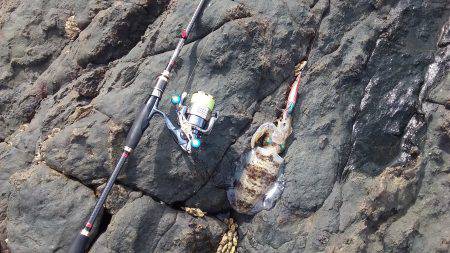 アオリイカ快釣