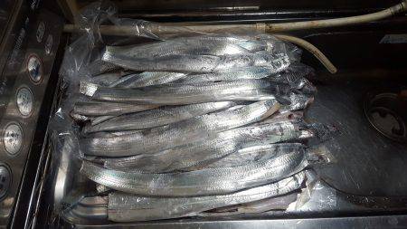 久々のムコイチ太刀魚