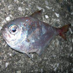 流れの中でアオリイカ、常夜灯周りでミナミハタンポ