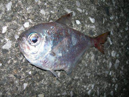 流れの中でアオリイカ、常夜灯周りでミナミハタンポ