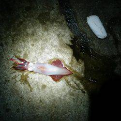 エギング(続報)