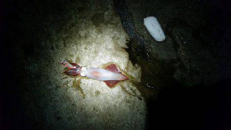 エギング(続報)