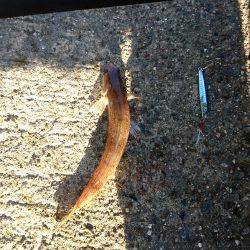 久しぶりのジグ