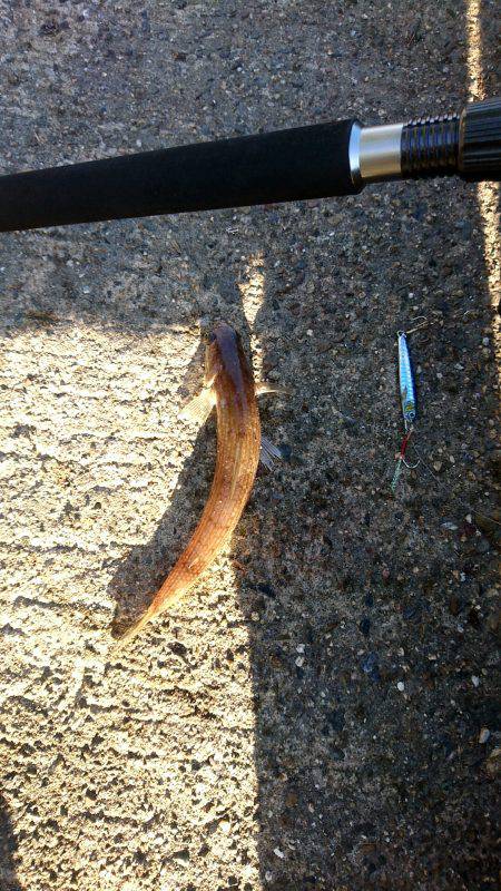 久しぶりのジグ