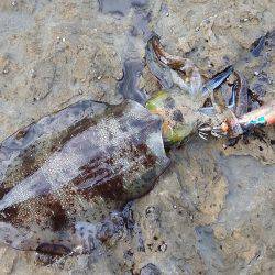 アオリイカいい感じ