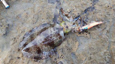 アオリイカいい感じ