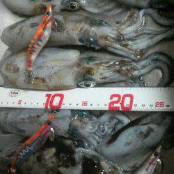 コウちゃんBINGO