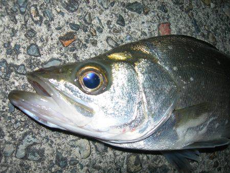 ルアーアクションで誘ったヒラスズキ