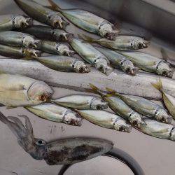 アジング エギング ライトジギング