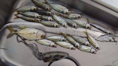 アジング エギング ライトジギング