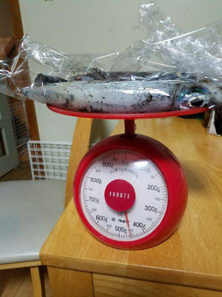 ウキウキエギング釣行♪