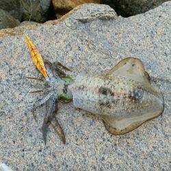 ちょっとエギング