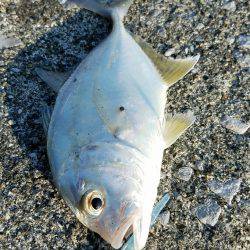 メッキ釣り(エバ)