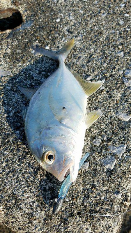 メッキ釣り(エバ)