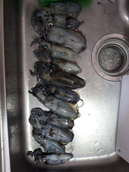 アオリイカ連発