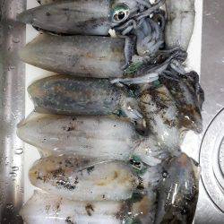 風なくてやりやすいエギング