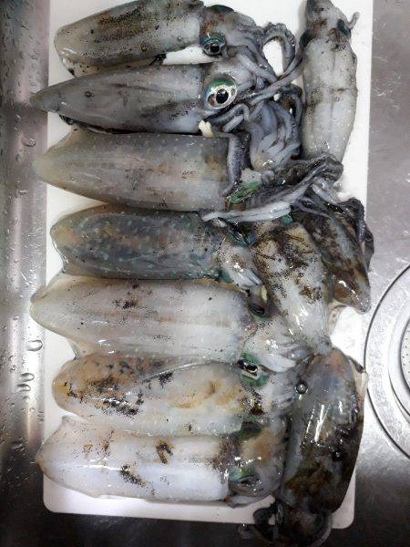 風なくてやりやすいエギング