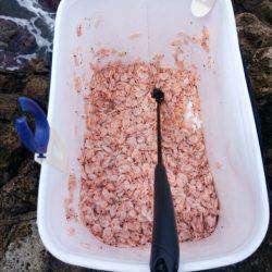 またしてもヒラマサに出会えず