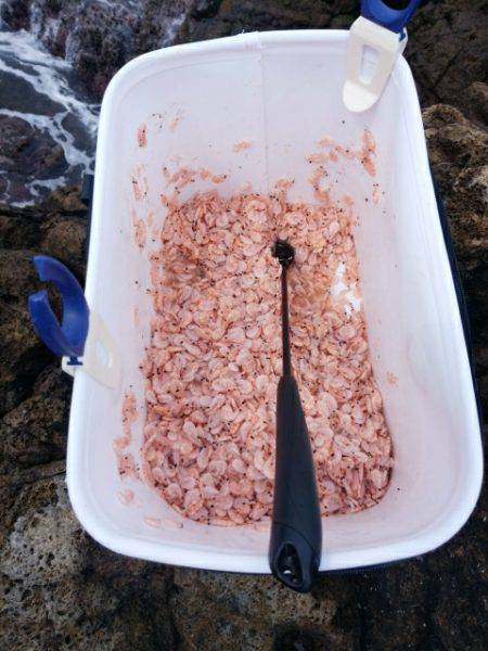 またしてもヒラマサに出会えず