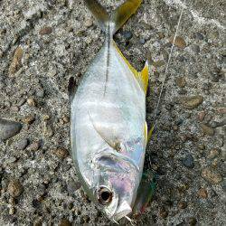 マングローブジャック、ギンガメアジ