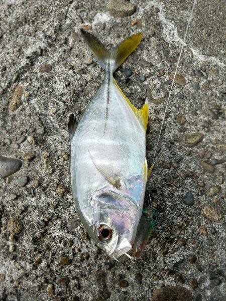 マングローブジャック、ギンガメアジ