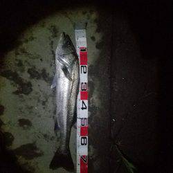 シーバスフィッシング