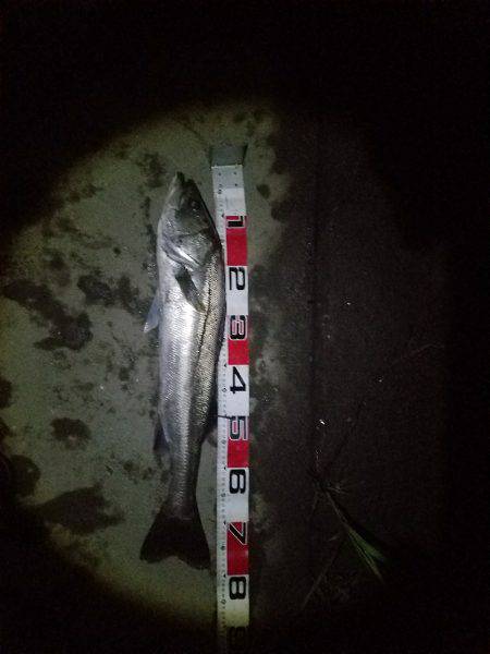 シーバスフィッシング