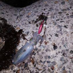 秋アオリ満喫？