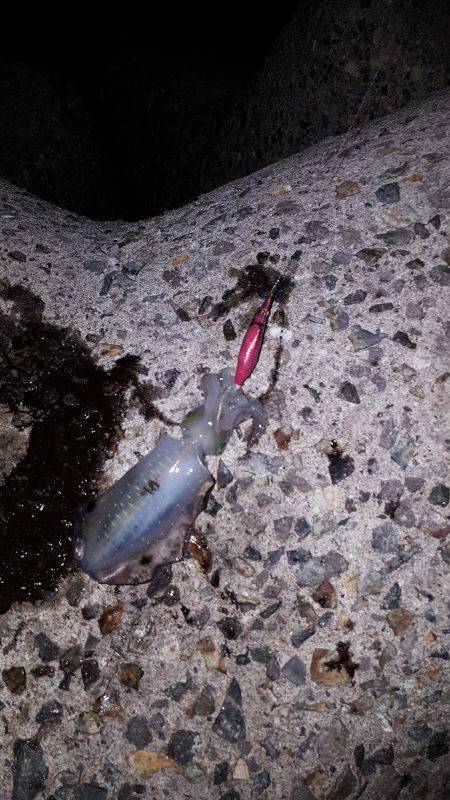 秋アオリ満喫？