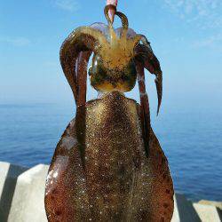 気合い入れてのエギング！