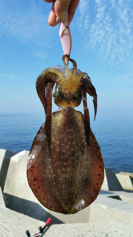 気合い入れてのエギング！