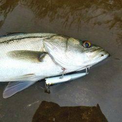 シーバスフィッシング