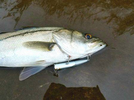 シーバスフィッシング