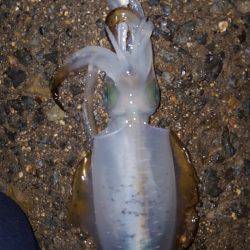 秋アオリが釣りたい～season3～