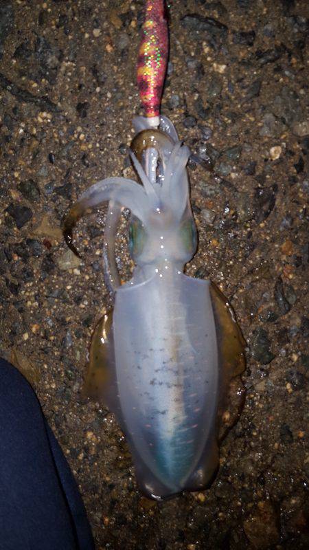 秋アオリが釣りたい～season3～