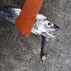 エギとタチウオ