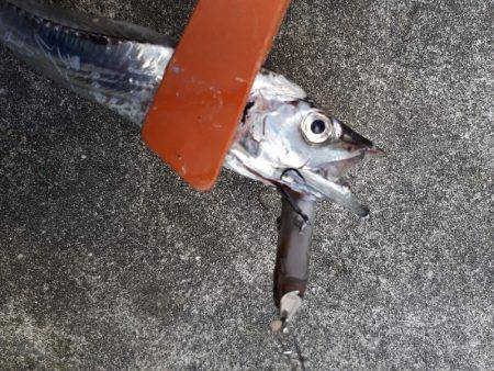 エギとタチウオ