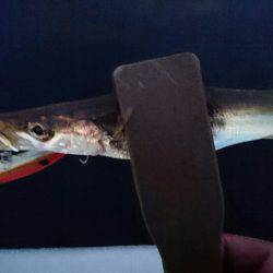 アジングのはずが？。